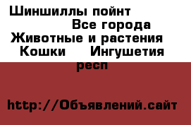 Шиншиллы пойнт ns1133,ny1133. - Все города Животные и растения » Кошки   . Ингушетия респ.